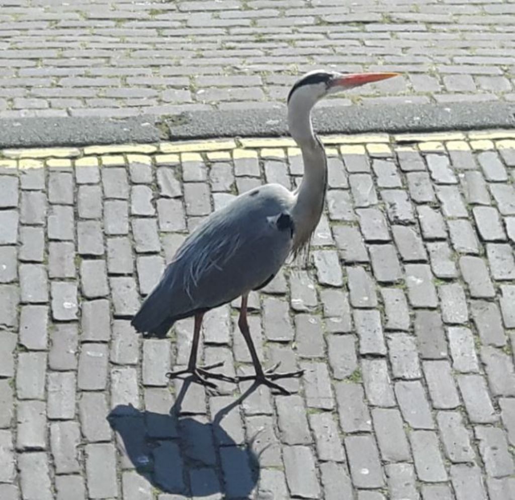 Airone cenerino (Ardea cinerea) olandese